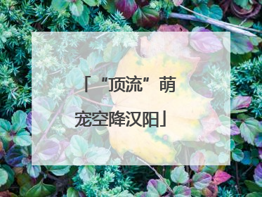 “顶流”萌宠空降汉阳