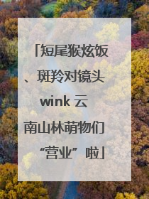 短尾猴炫饭、斑羚对镜头wink 云南山林萌物们“营业”啦