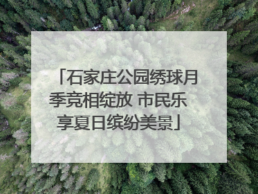 石家庄公园绣球月季竞相绽放 市民乐享夏日缤纷美景