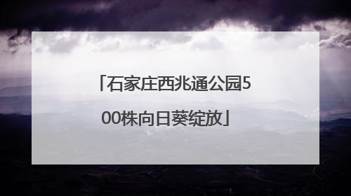 石家庄西兆通公园500株向日葵绽放