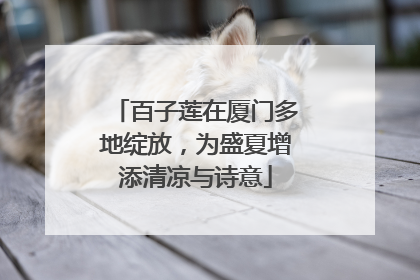 百子莲在厦门多地绽放，为盛夏增添清凉与诗意