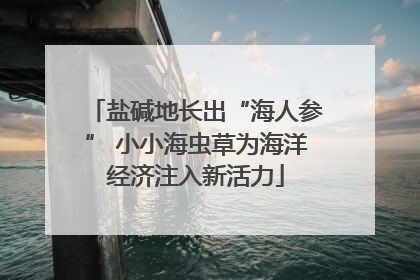 盐碱地长出“海人参” 小小海虫草为海洋经济注入新活力