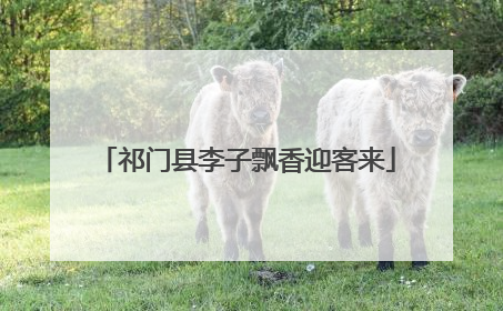 祁门县李子飘香迎客来