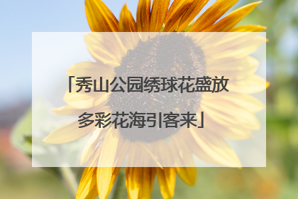 秀山公园绣球花盛放 多彩花海引客来