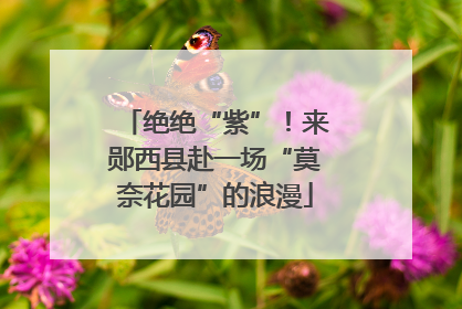 绝绝“紫”！来郧西县赴一场“莫奈花园”的浪漫