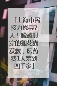 上海市民接力找寻7天！脸被射穿的狸花猫获救，医药费1天筹到四千多