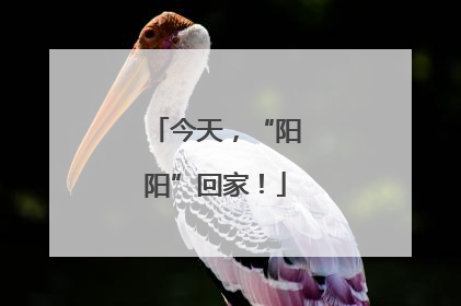 今天，“阳阳”回家！