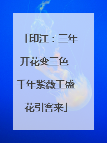 印江：三年开花变三色 千年紫薇王盛花引客来