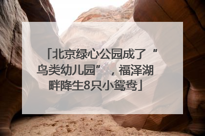 北京绿心公园成了“鸟类幼儿园”，福泽湖畔降生8只小鸳鸯