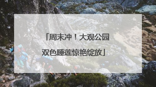 周末冲！大观公园双色睡莲惊艳绽放