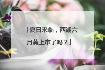 夏日来临，西湖六月黄上市了吗？