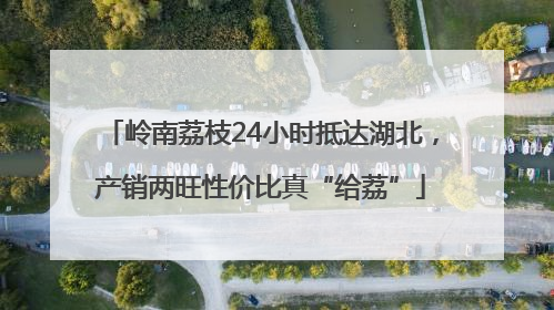 岭南荔枝24小时抵达湖北，产销两旺性价比真“给荔”