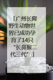 广州长隆野生动物世界已成功孕育了14只“长鼻猴二代三代”