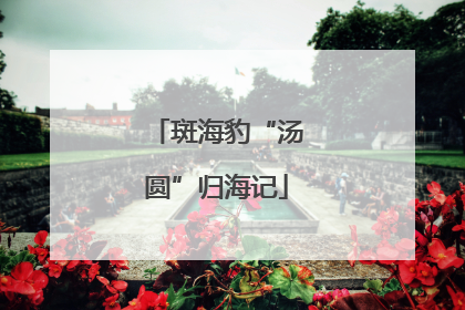 斑海豹“汤圆”归海记