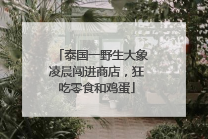 泰国一野生大象凌晨闯进商店，狂吃零食和鸡蛋