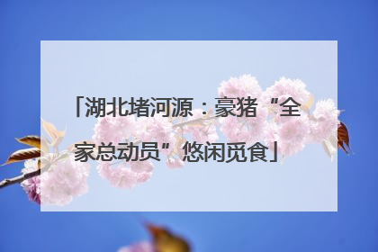 湖北堵河源：豪猪“全家总动员”悠闲觅食
