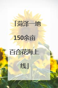 菏泽一地150余亩百合花海上线