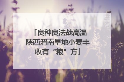 良种良法战高温 陕西渭南旱地小麦丰收有“粮”方
