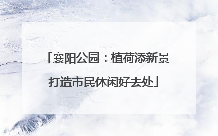 襄阳公园：植荷添新景 打造市民休闲好去处