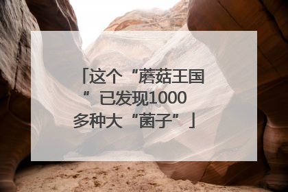 这个“蘑菇王国”已发现1000多种大“菌子”