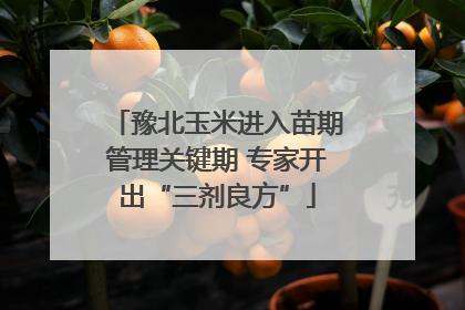 豫北玉米进入苗期管理关键期 专家开出“三剂良方”