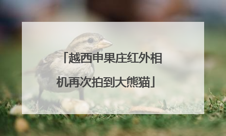 越西申果庄红外相机再次拍到大熊猫