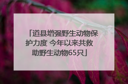 道县增强野生动物保护力度 今年以来共救助野生动物65只