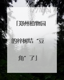 郑州植物园的梓树结“豆角”了