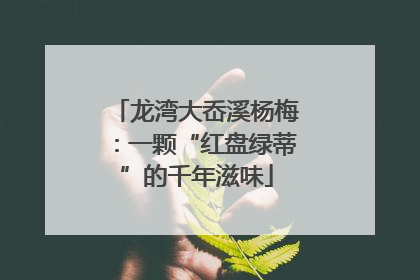 龙湾大岙溪杨梅：一颗“红盘绿蒂”的千年滋味